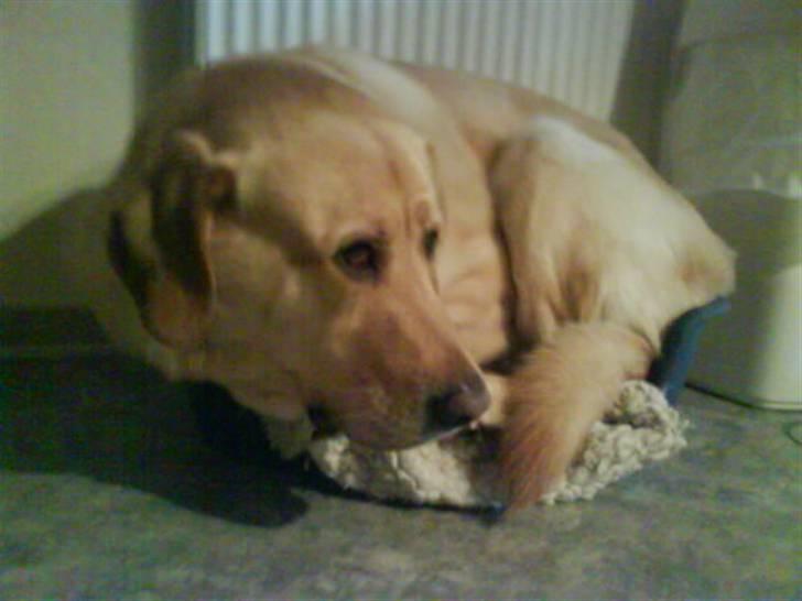 Blanding af racer Bølle billede 5