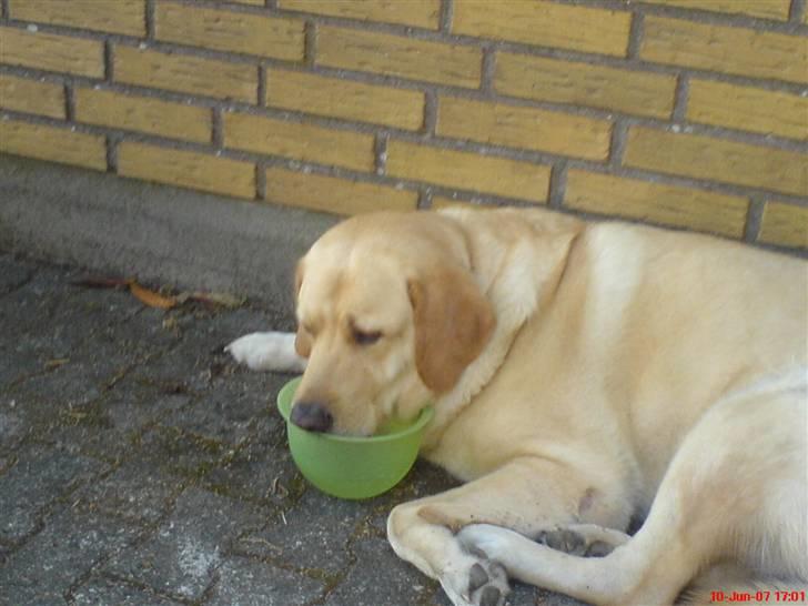 Blanding af racer Bølle billede 6