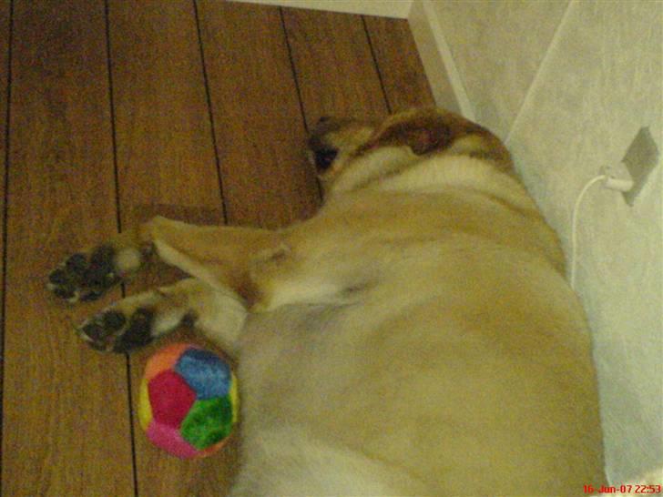 Blanding af racer Bølle billede 8