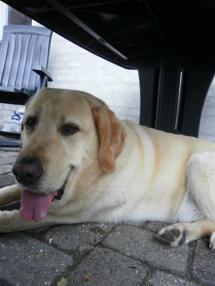 Blanding af racer Bølle billede 9