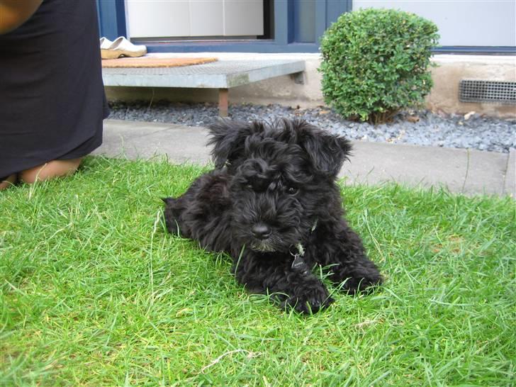 Blanding af racer Egon - Egon 10 uger billede 7