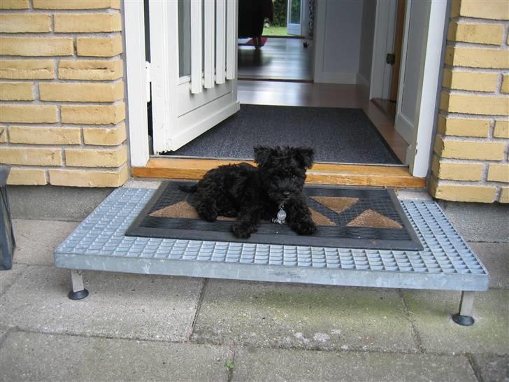 Blanding af racer Egon - Den farlige vagthund :) billede 8