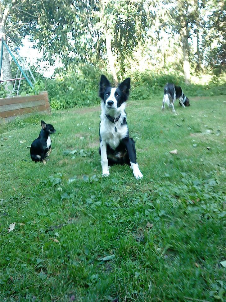 Border collie chang - hvad siger du  billede 14