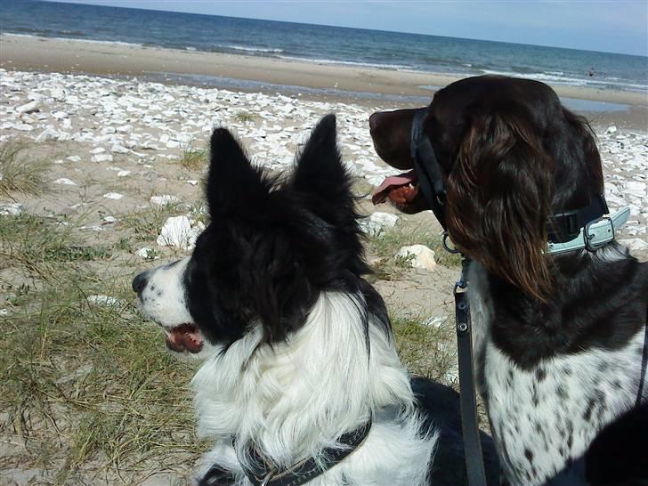 Border collie chang - ferie 2010 billede 15