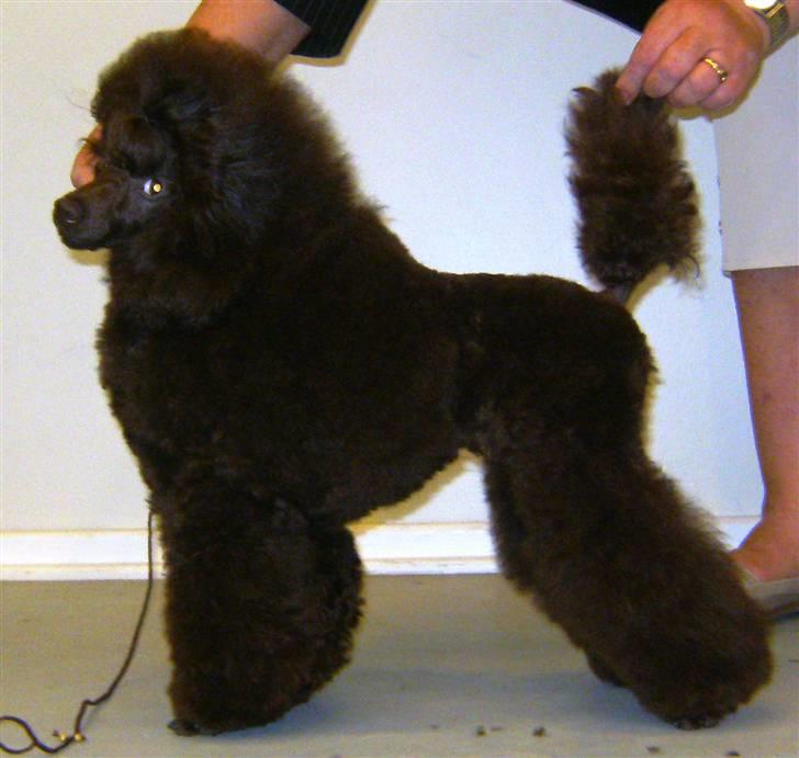 Dværgpuddel Baby billede 4