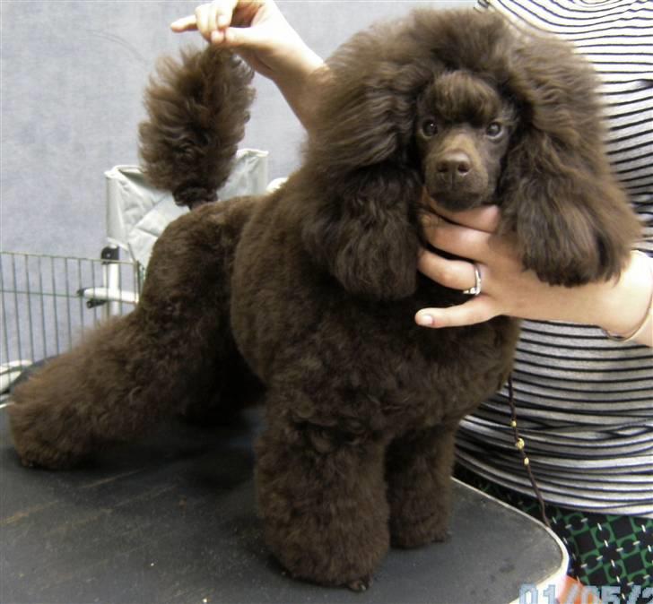 Dværgpuddel Baby billede 5