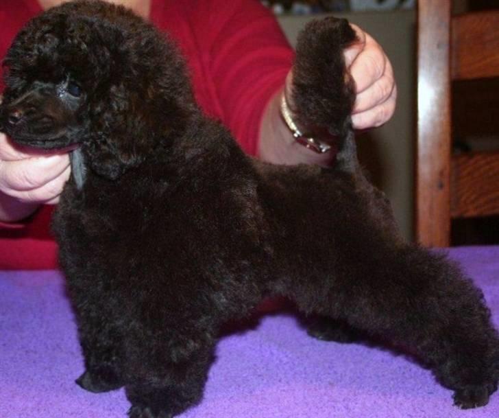 Dværgpuddel Bama billede 1