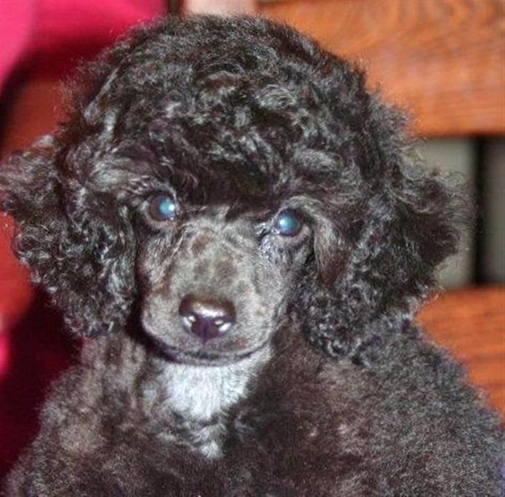 Dværgpuddel Bama billede 2