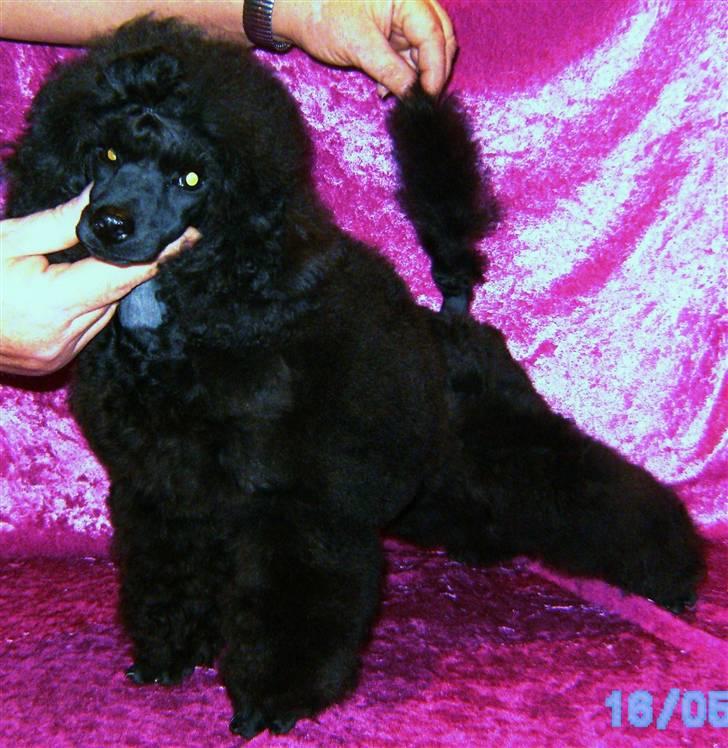 Dværgpuddel Bama billede 3