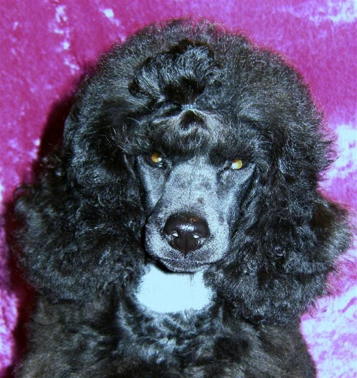 Dværgpuddel Bama billede 4