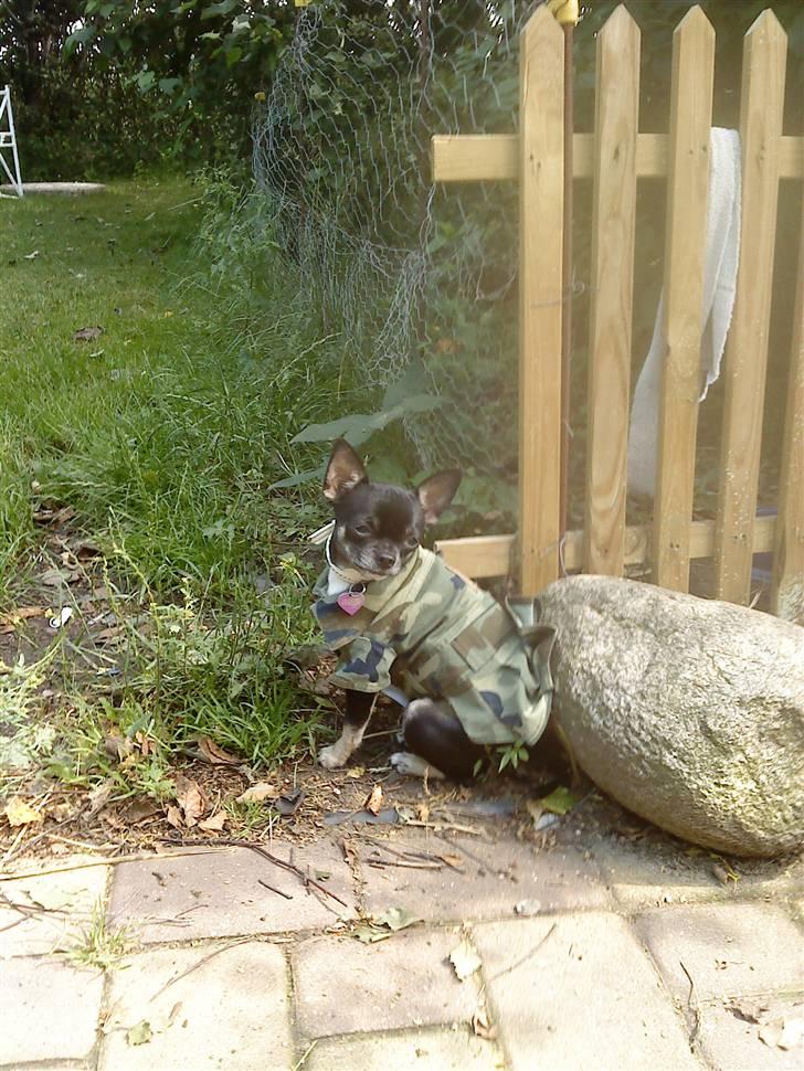 Chihuahua Annabell billede 19