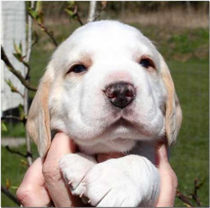 Beagle Sopwith Camel ´s Tyson  - Som lille :) billede 4