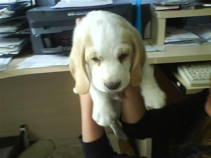 Beagle Sopwith Camel ´s Tyson  billede 5