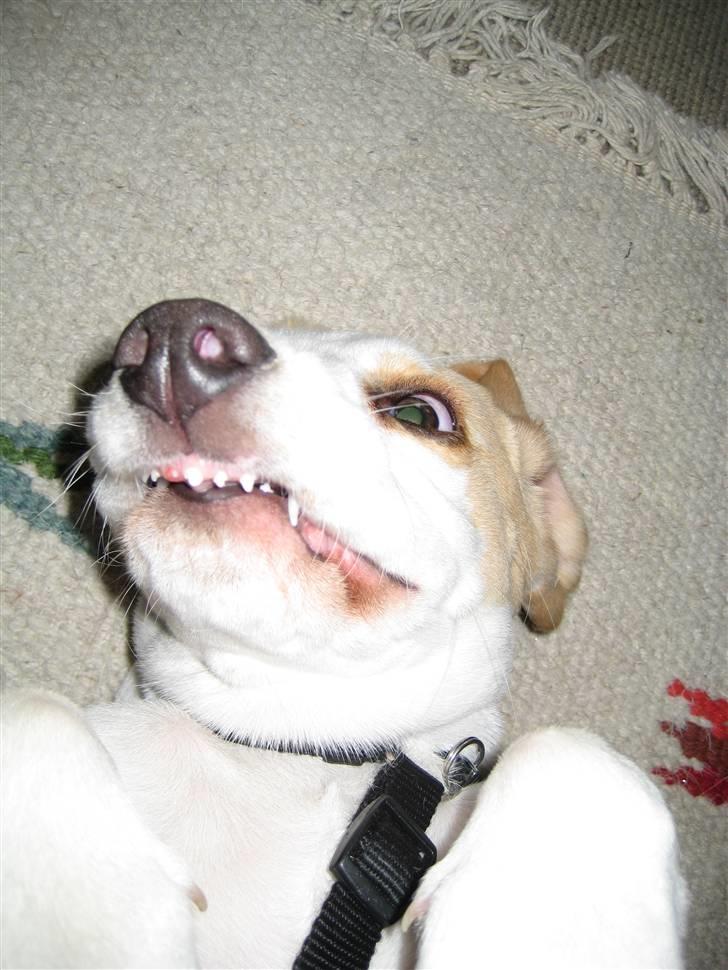 Beagle Sopwith Camel ´s Tyson  - Se jeg er igang med at skifte tænder :) billede 7