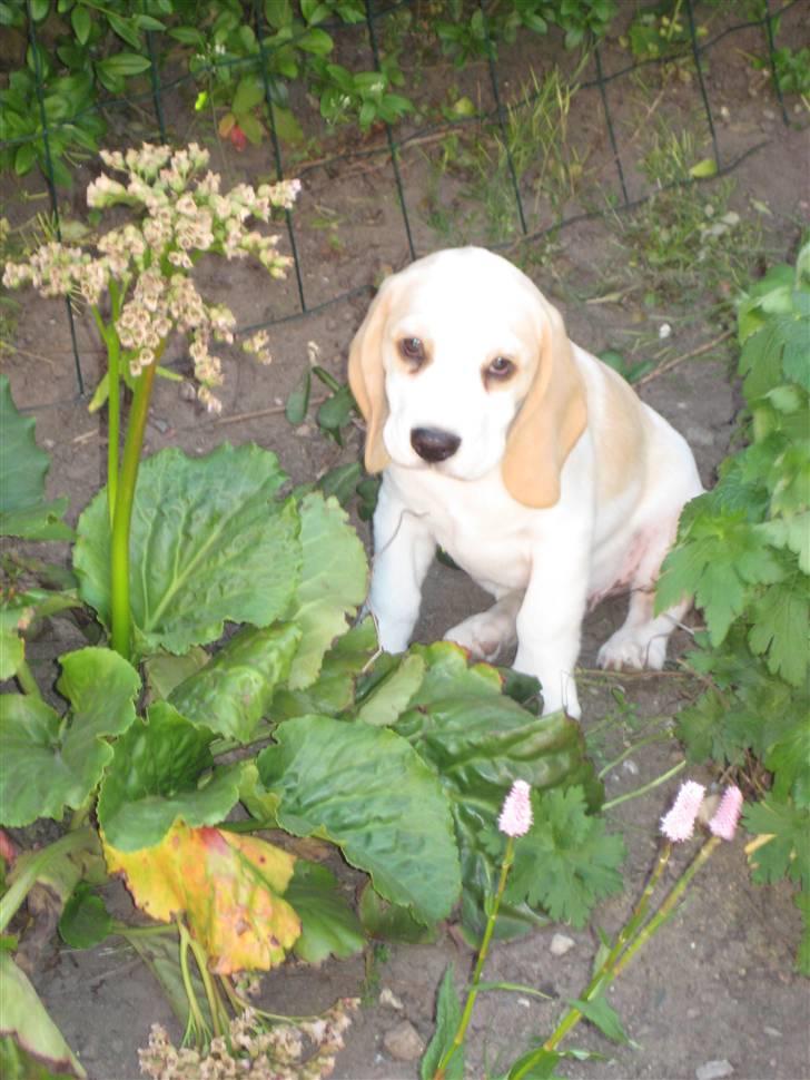 Beagle Sopwith Camel ´s Tyson  billede 8