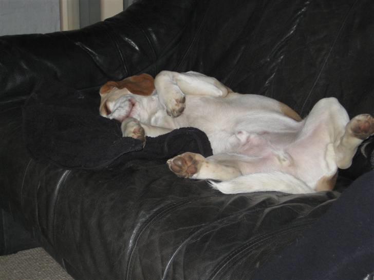 Beagle Sopwith Camel ´s Tyson  billede 10