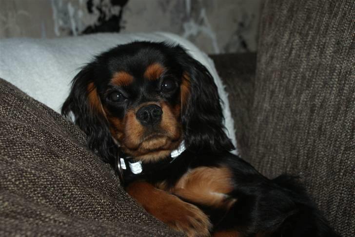 Cavalier king charles spaniel Bailey billede 1