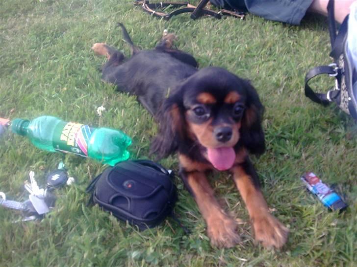 Cavalier king charles spaniel Bailey billede 2