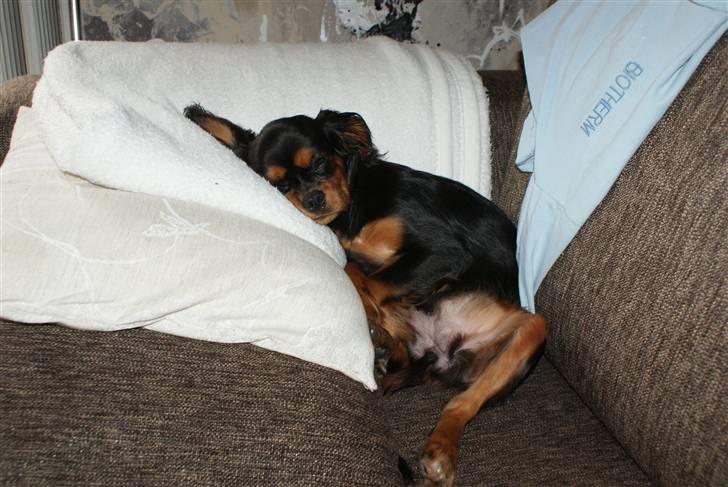 Cavalier king charles spaniel Bailey billede 4