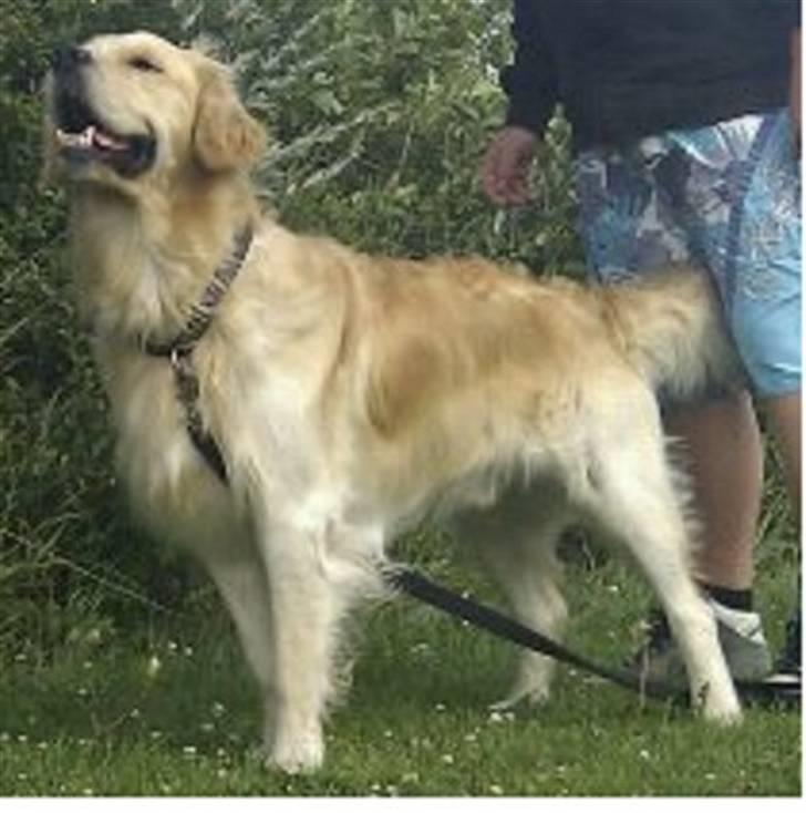 Golden retriever Buller  - det er så buller som nu er 1 år og 7 måneder gammel billede 7