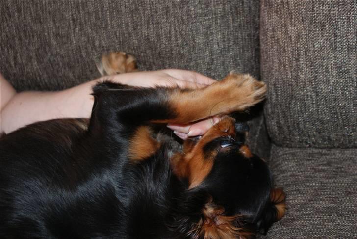 Cavalier king charles spaniel Bailey billede 5