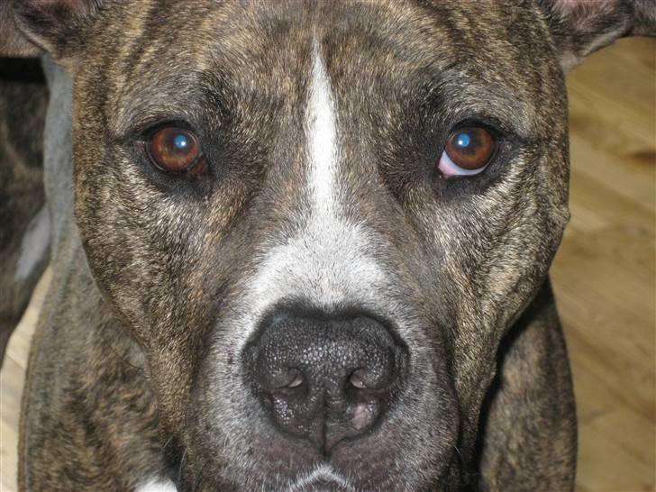 Amerikansk staffordshire terrier Ringo billede 6