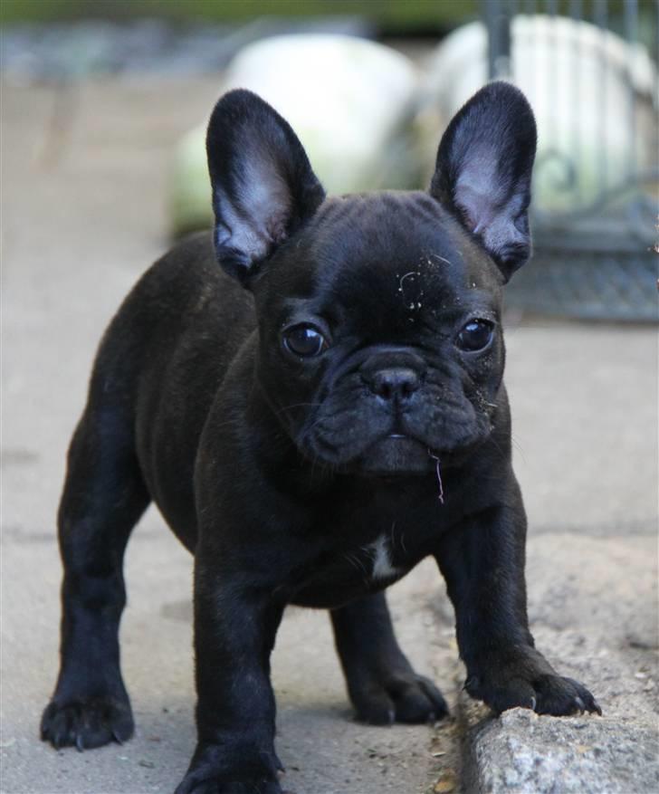 Fransk bulldog Catrinell´s Buttercup billede 1