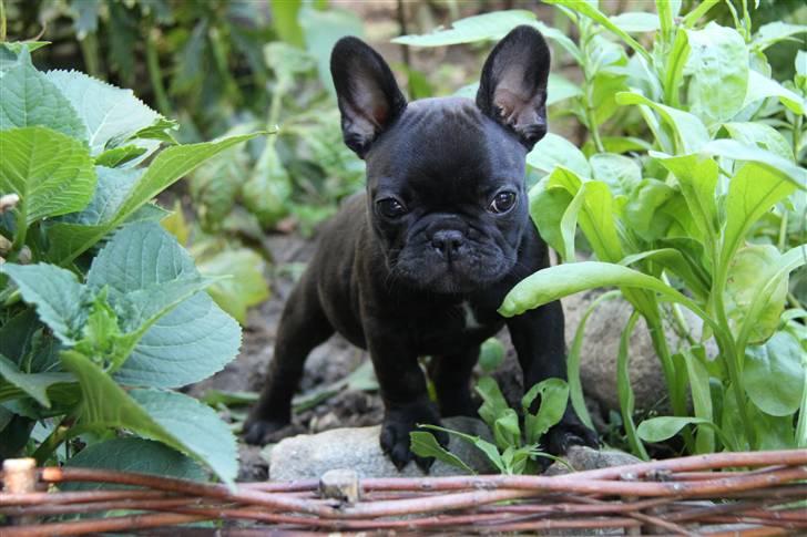 Fransk bulldog Catrinell´s Buttercup billede 2