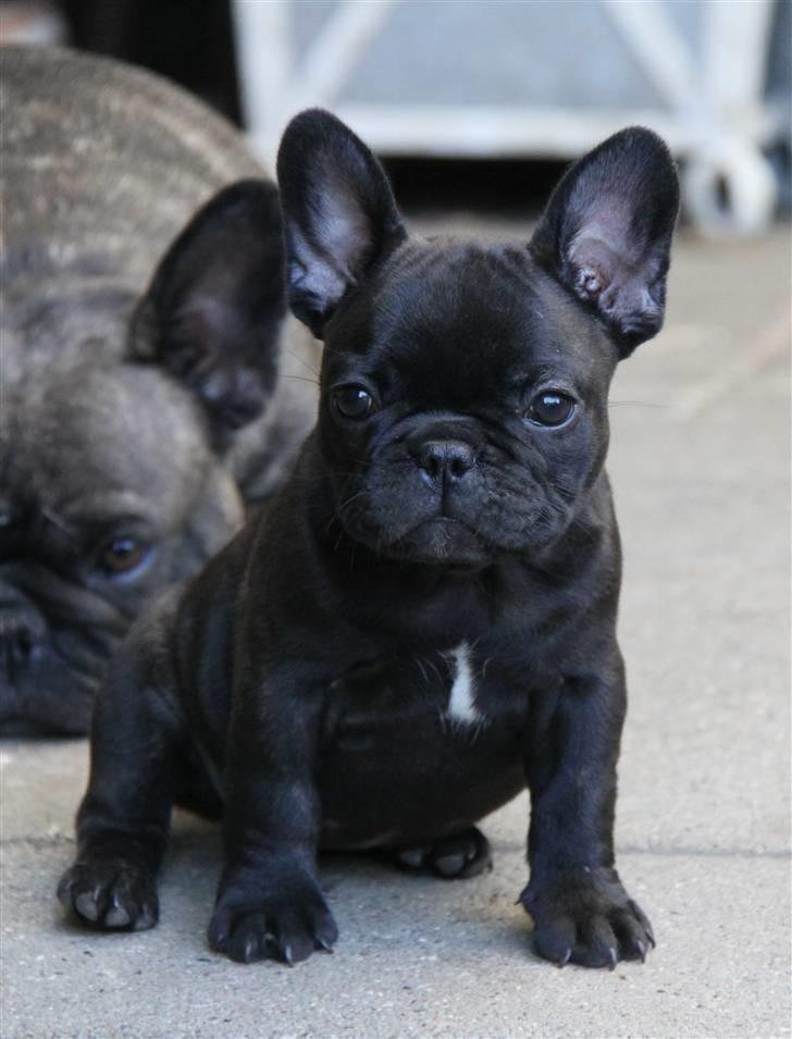Fransk bulldog Catrinell´s Buttercup billede 3