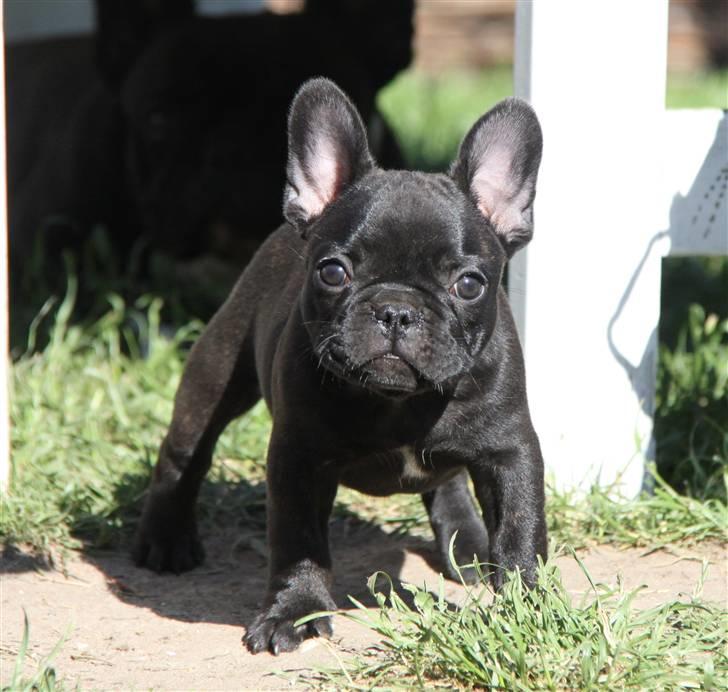 Fransk bulldog Catrinell´s Buttercup billede 4