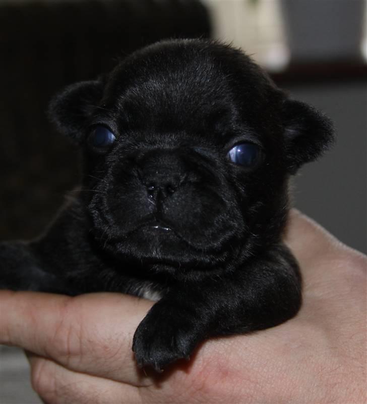 Fransk bulldog Catrinell´s Buttercup billede 5