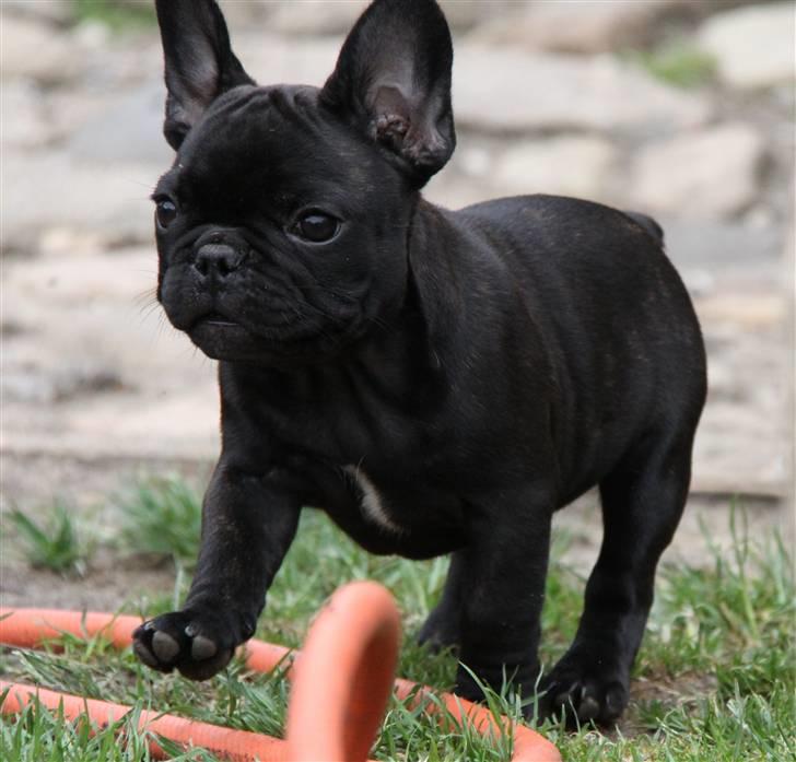 Fransk bulldog Catrinell´s Buttercup billede 6