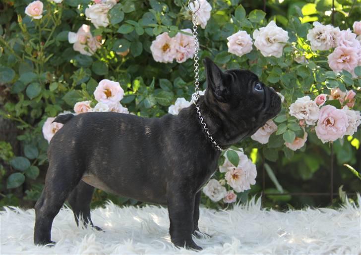Fransk bulldog Catrinell´s Buttercup billede 7