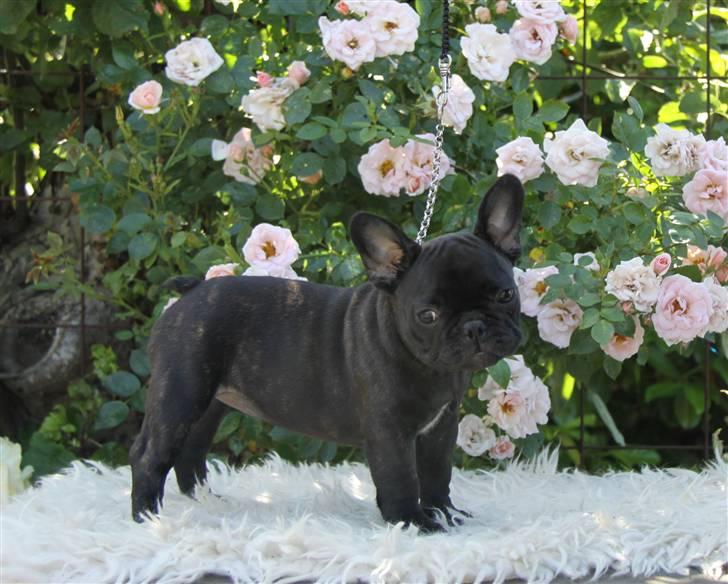 Fransk bulldog Catrinell´s Buttercup billede 8