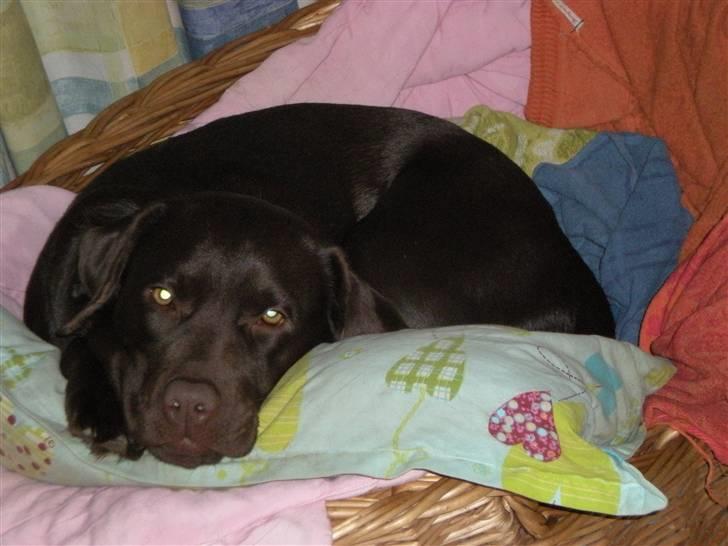 Labrador retriever Nanna - Nanna tar sig li en slapper ;) <3 billede 1