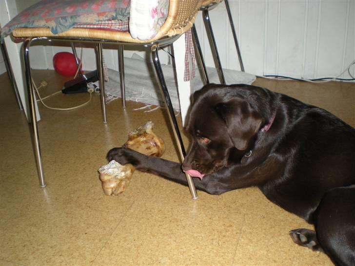 Labrador retriever Nanna - Nam :p ... Det kødben smager godt. billede 2