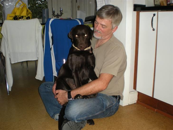 Labrador retriever Nanna - Nanna elsker at sidde på skødet. :) - Nanna og min far. billede 3