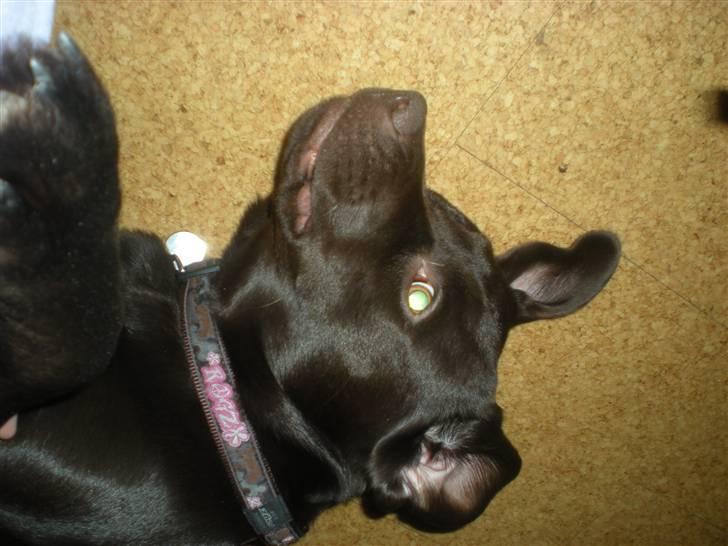 Labrador retriever Nanna - Se hvor fin jeg er :) billede 4