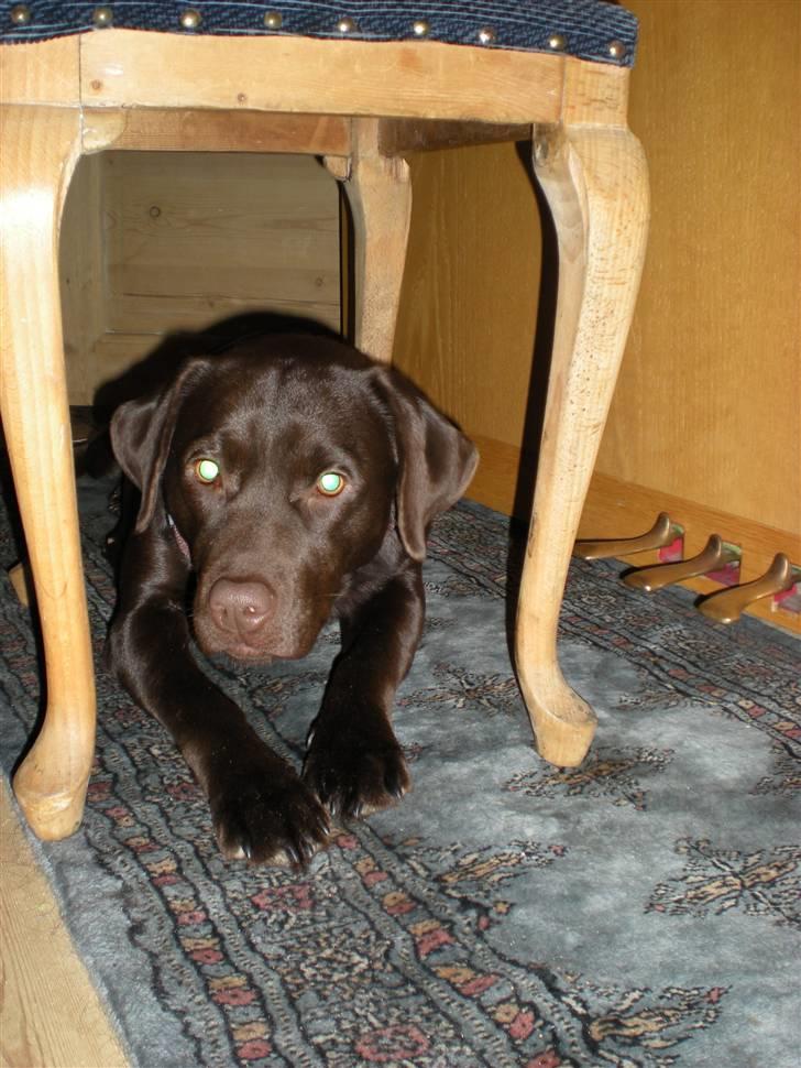 Labrador retriever Nanna - Rrrauw ;) <3 billede 5