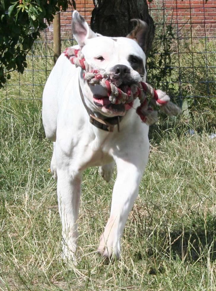 Amerikansk bulldog BAB´s Barny billede 20