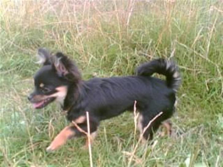 Chihuahua Cookie TAR IKKE IMOD UDFO billede 8