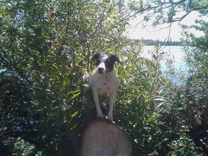 Blanding af racer Ea - Ved søen. Far leger fotograf :) billede 13