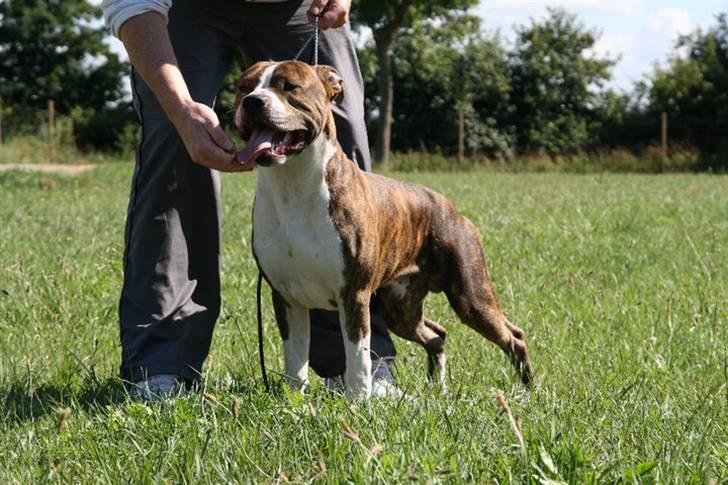 Amerikansk staffordshire terrier bob billede 8