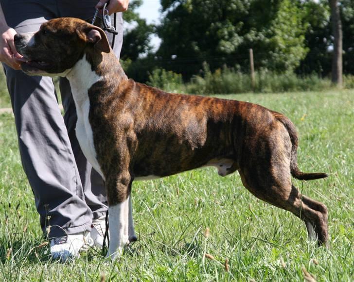 Amerikansk staffordshire terrier bob billede 9