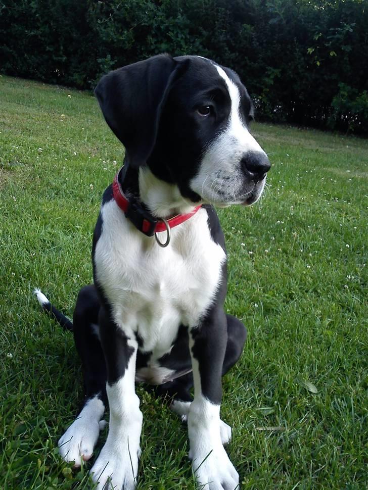 Blanding af racer Martha billede 7