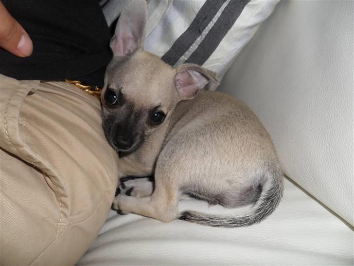 Chihuahua Alba billede 1