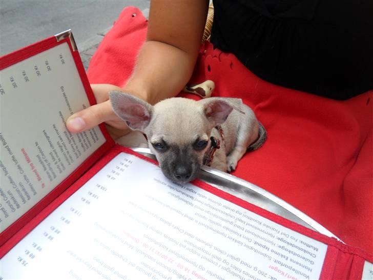 Chihuahua Alba billede 2