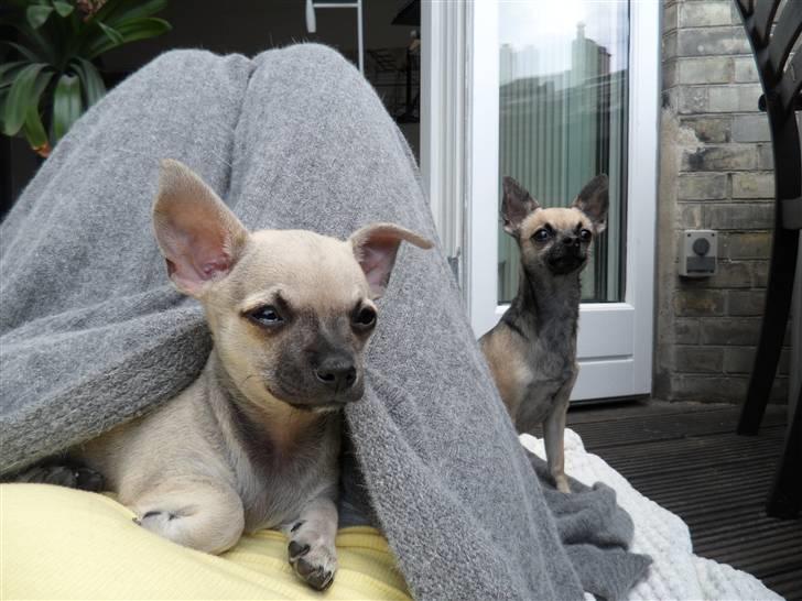 Chihuahua Alba billede 3