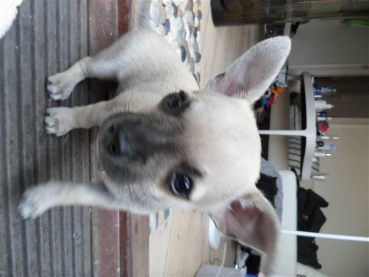 Chihuahua Alba billede 4