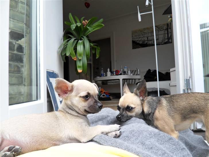 Chihuahua Alba billede 5